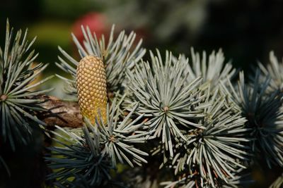 Close-up of pine cone on tree