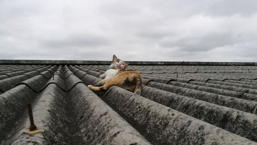 Cat on roof against sky