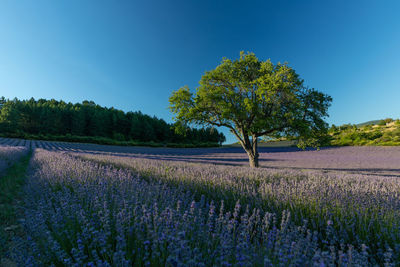Scenic view of flowering plants on field against blue sky