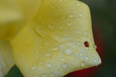 Close-up of wet yellow flower