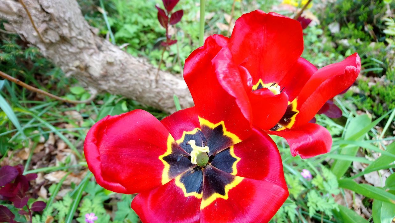 CLOSE-UP OF RED FLOWERING PLANT