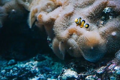 Fish swimming in sea