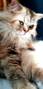 cat
