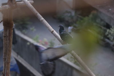 Close-up of bird perching on railing