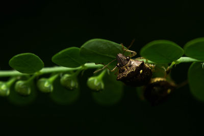 Stink bug hanging on a branch