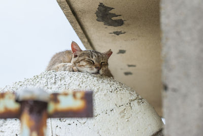 Portrait of cat sleeping