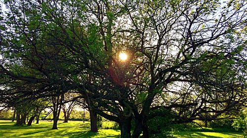 Sun shining through trees