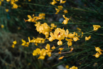 Close-up of yellow flowering plant on field