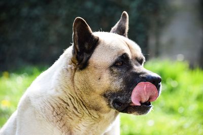 Close-up of dog