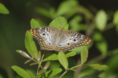 Close-up of butterfly on plant