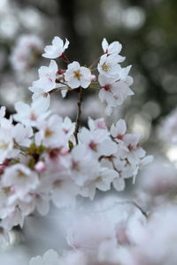 Close-up of white cherry blossom tree