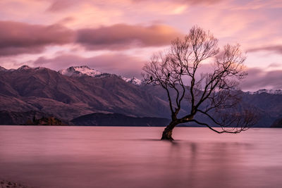 That wanaka tree as the sun is rising