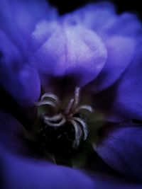 Close-up of purple flower