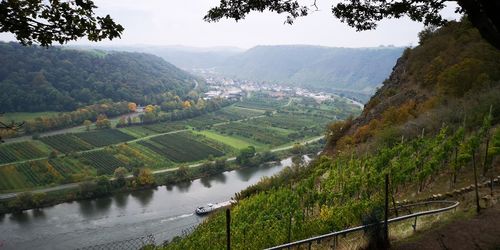 Scenic view of vineyard against sky