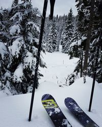 Low angle view of shoes on snow covered tree