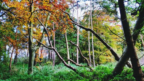 Trees in forest