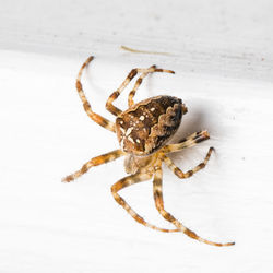 Close-up of spider