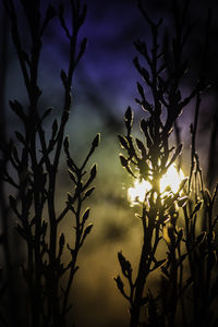 Close-up of silhouette plants against sunset sky