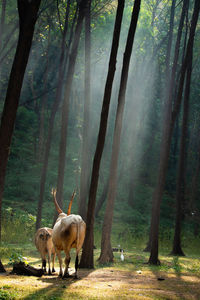 Horses in the forest