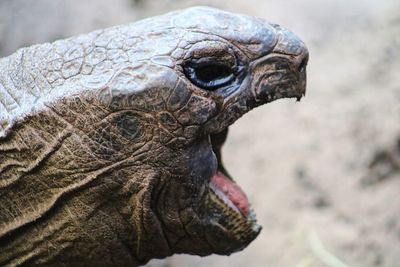 Close-up of turtle