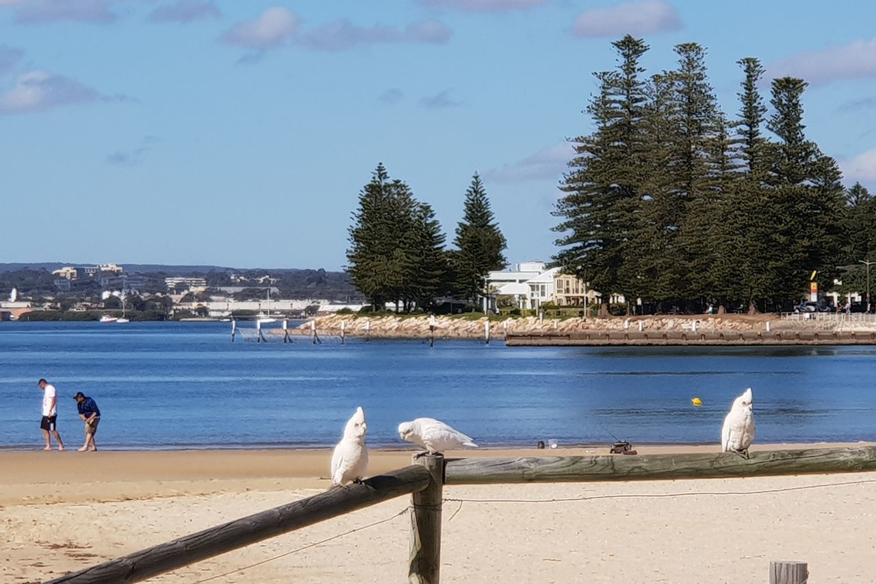 SEAGULLS ON SEA SHORE