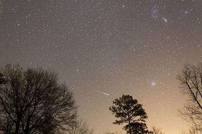 Low angle view of trees against star field