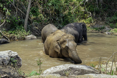 View of elephant in lake