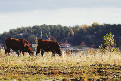 Cows grazing in a field