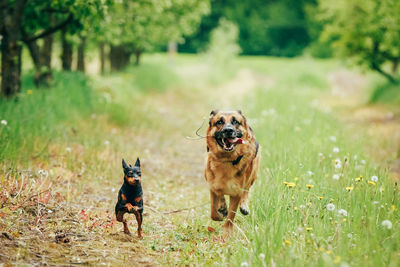 Dogs running on field