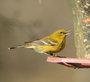 Bird perching on railing