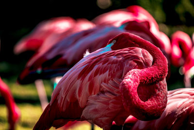 Sleeping flamingo