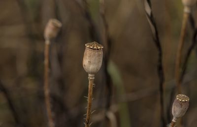 Close-up of dried plant against blurred background