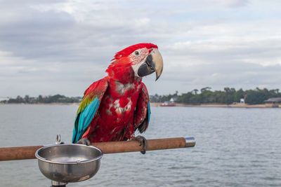 Red bird perching on a boat in sea against sky