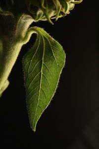 Close-up of fresh green leaf against black background