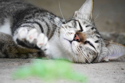 Close-up of cat relaxing