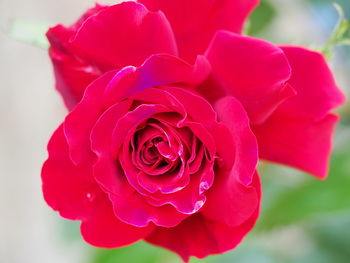 Close-up of pink rose