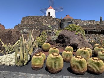 Close-up of cactus plant against building