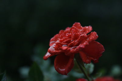 Close-up of red rose