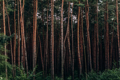 Pine trees in forest