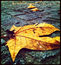 Close-up of maple leaves