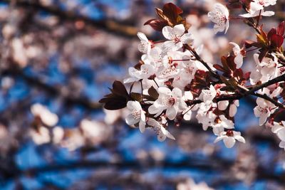 Close-up of cherry blossoms in spring