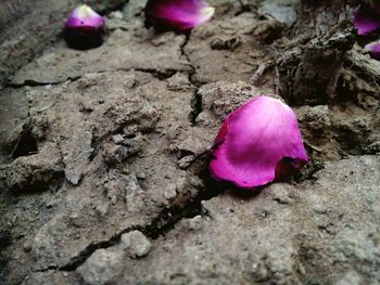 Close-up of pink flowers