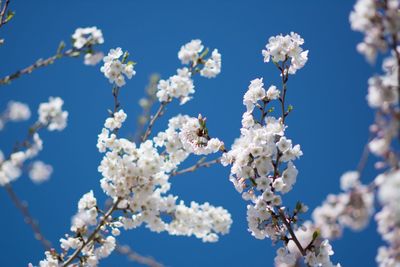 Low angle view of cherry blossom tree against blue sky