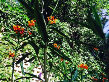 Close-up of flower tree