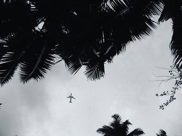 low angle view, tree, palm tree, silhouette, sky, flying, growth, nature, transportation, branch, mode of transport, outdoors, day, beauty in nature, tranquility, mid-air, no people, cloud - sky, clear sky, tall - high