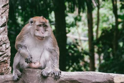 Monkey on tree