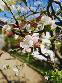 Close-up of apple blossoms in spring