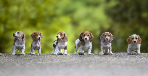 Portrait of dogs