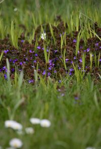 Purple flowers blooming in field