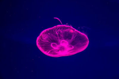 View of jellyfish against blue background
